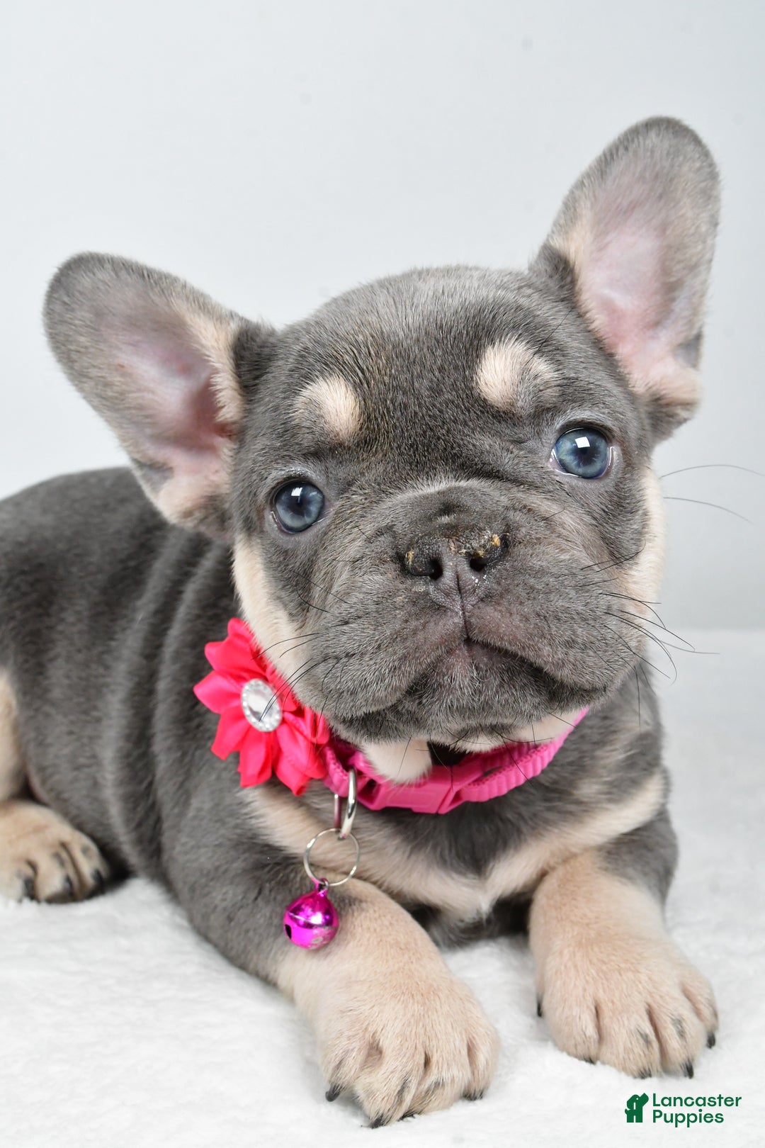 French Bulldog dogs for sale: Kenzie - Ad 3