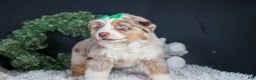 Miniature Australian Shepherd dogs for sale: SAMMY - Ad 8
