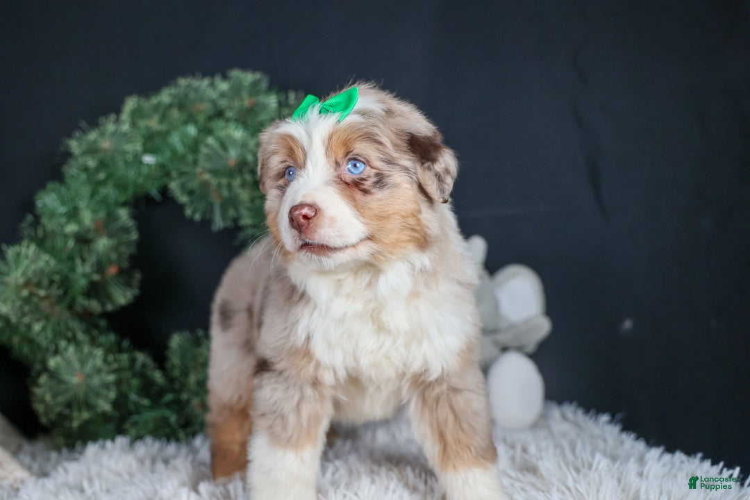 Miniature Australian Shepherd dogs for sale: SAMMY - Ad 8