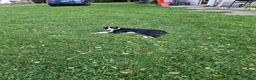 Border Collie dogs for sale: Gus - Ad 5