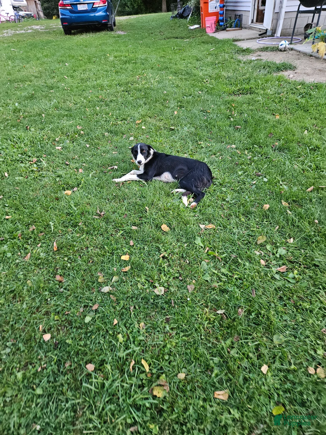 Border Collie dogs for sale: Gus - Ad 5