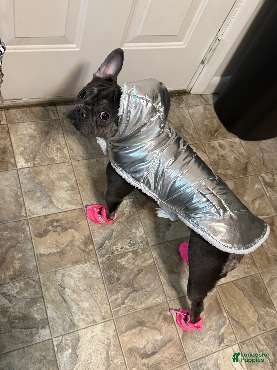 French Bulldog dogs for sale: French Bulldog Puppy 1 - Ad 3