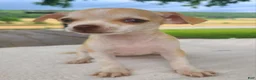 Chihuahua dogs for sale: Heather - Ad 5