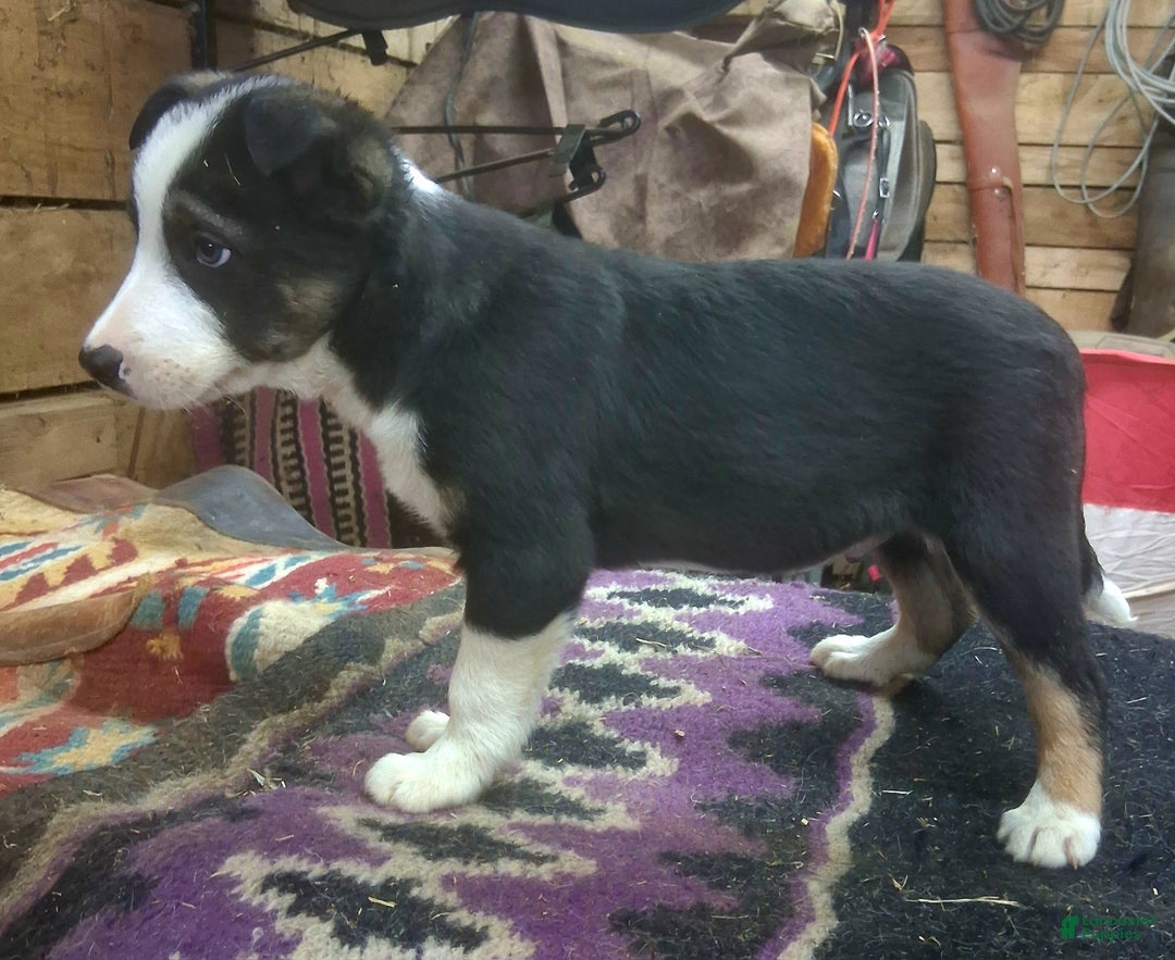 Border Collie dogs for sale: Border Collie Puppy 4 - Ad 2