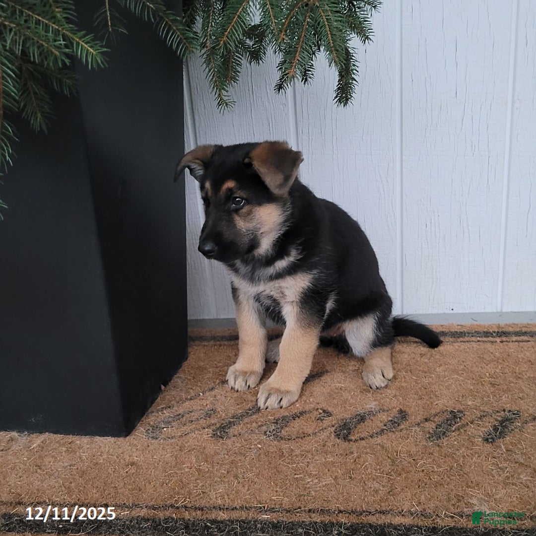 German Shepherd dogs for sale: Zoey - Ad 2