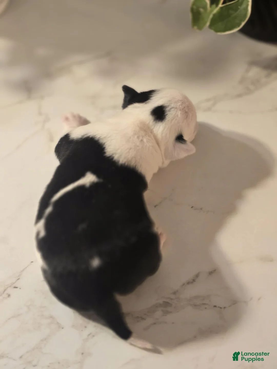 Chihuahua dogs for sale: landon - Ad 5