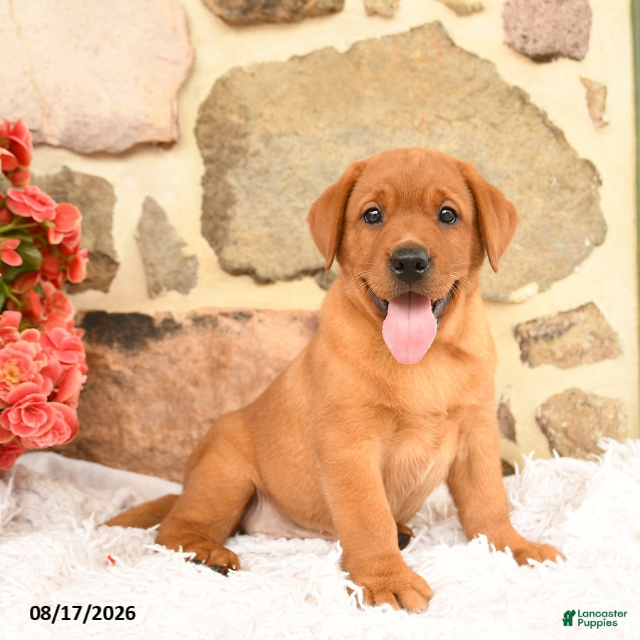 Labrador Retriever dogs Flower - Ad 1
