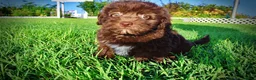 Havapoo dogs for sale: Emily - Ad 17