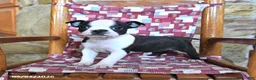 Boston Terrier dogs for sale: Quincy - Ad 3