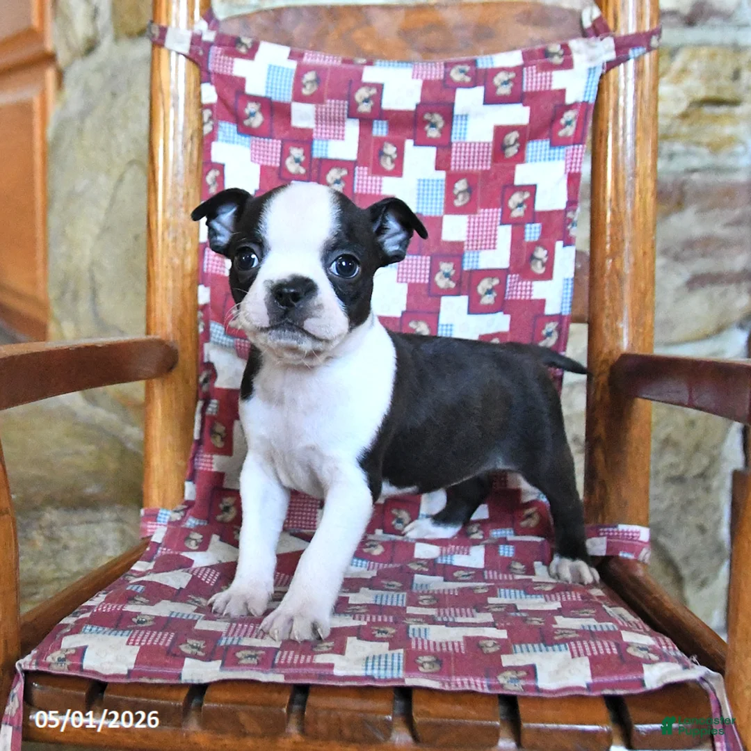 Boston Terrier dogs for sale: Quincy - Ad 3