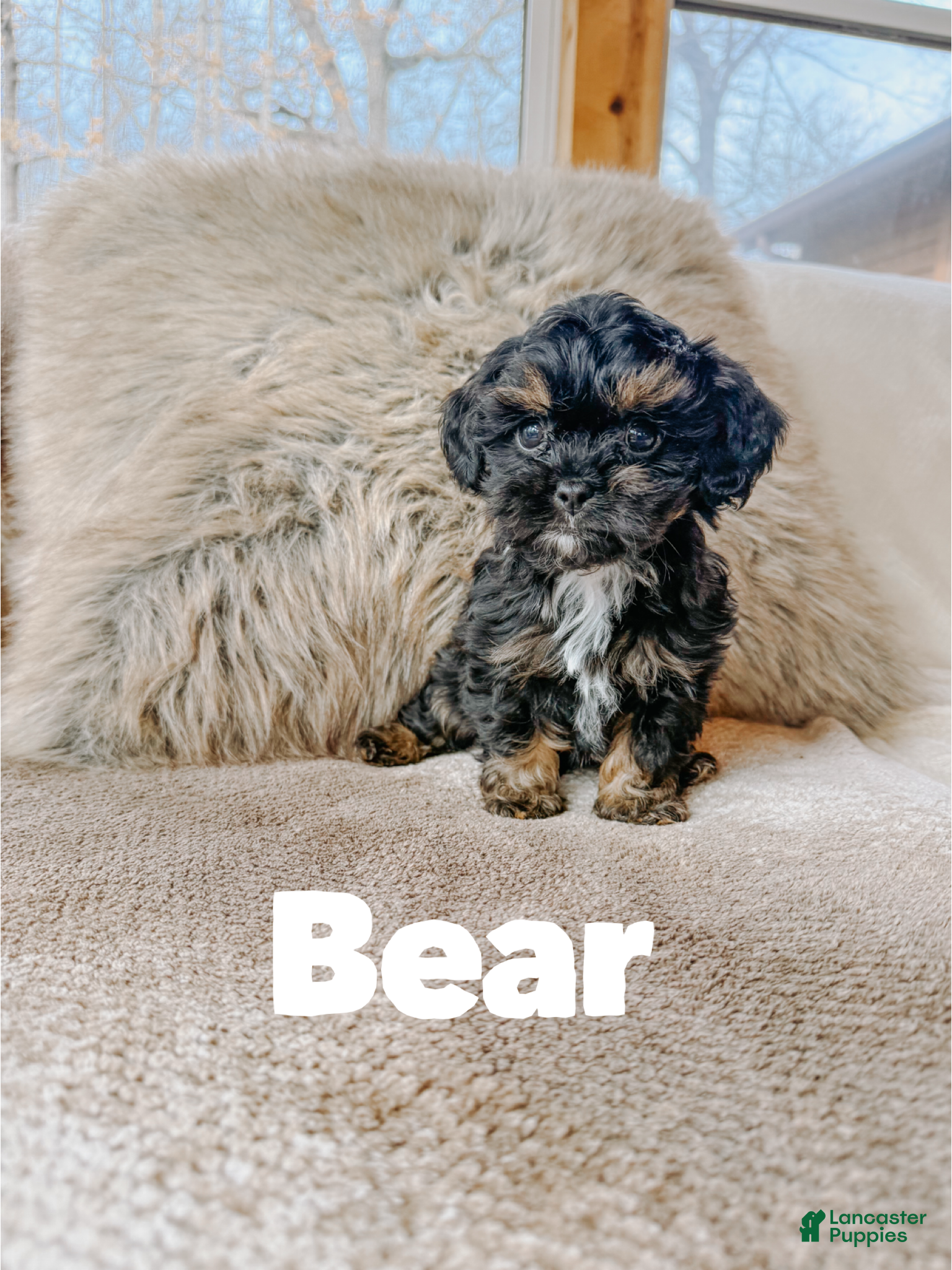 Cavapoo dogs Bear  - Ad 18