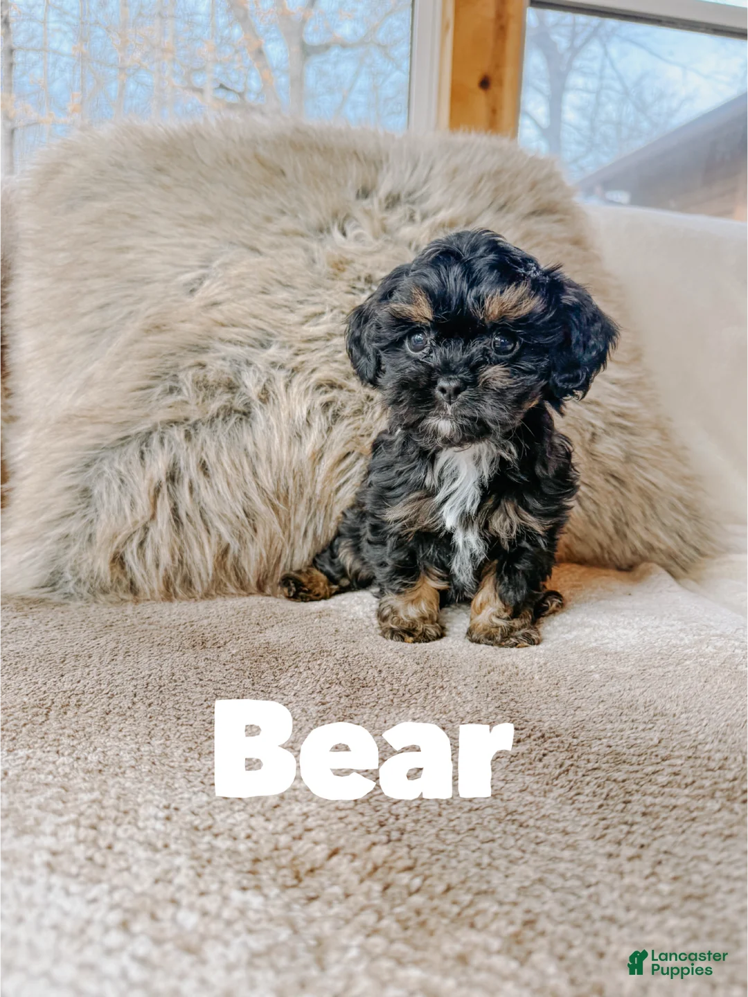 Cavapoo dogs for sale: Bear  - Ad 1