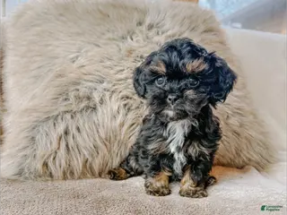 Cavapoo dogs Bear - Ad 18