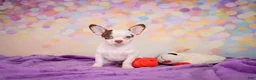 Chihuahua dogs for sale: Gus - Ad 11
