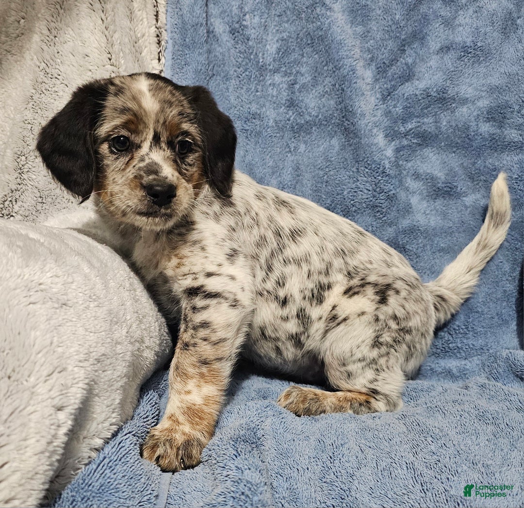 Mixed Breed dogs for sale: Kash - Ad 3