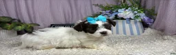 Shihpoo dogs for sale: Shihpoo 3 - Ad 2