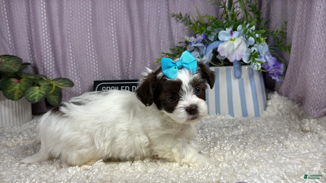 Shihpoo dogs for sale: Shihpoo 3 - Ad 2