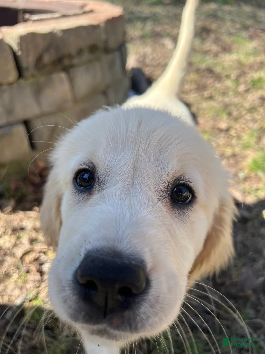Golden Retriever dogs for sale: AKC Golden Retriever Puppy 3 - Ad 1