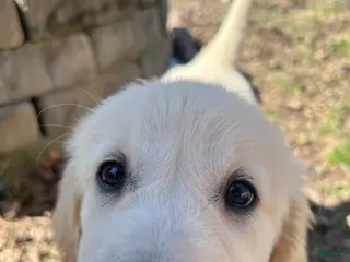 Golden Retriever dogs AKC Golden Retriever Puppy 3 - Ad 38