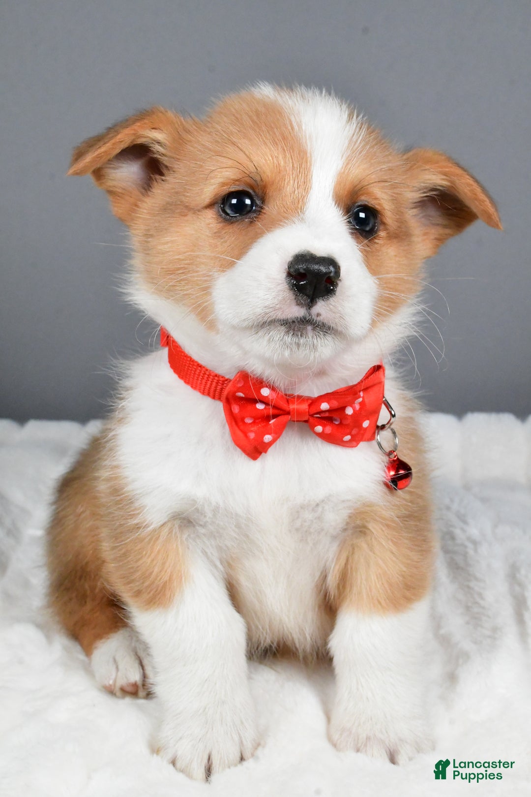 Welsh Corgi Pembroke dogs for sale: Bruno - Ad 4