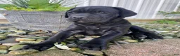 Cane Corso dogs for sale: Janelle - Ad 9