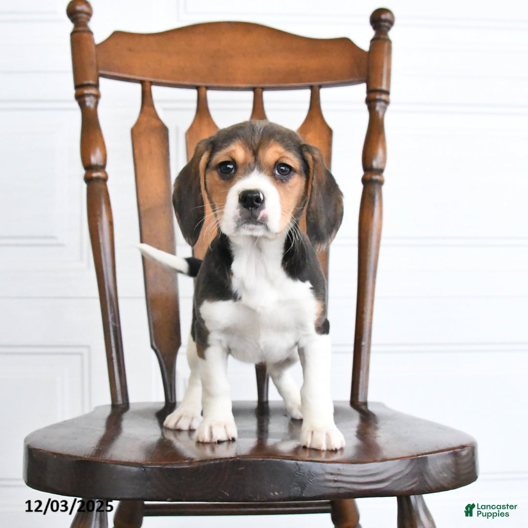 Beaglier dogs for sale: Hope - Ad 2