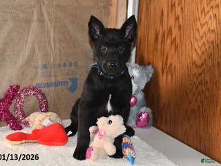 Belgian Malinois dogs Sarge - Ad 16