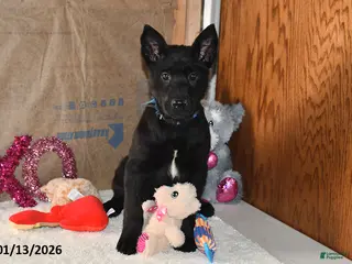 Belgian Malinois dogs Sarge - Ad 8