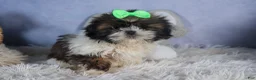 Shih Tzu dogs for sale: COCOA - Ad 5