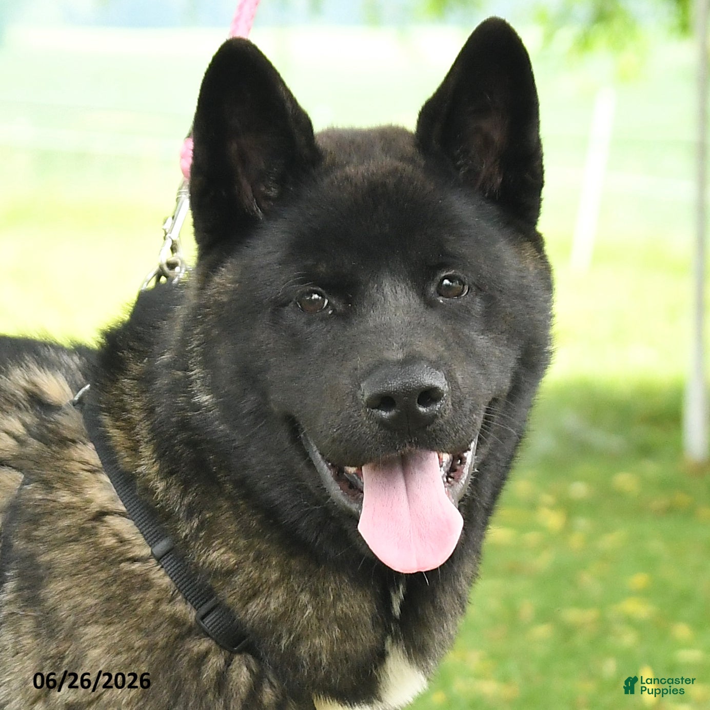 Akita dogs Fletcher - Ad 2