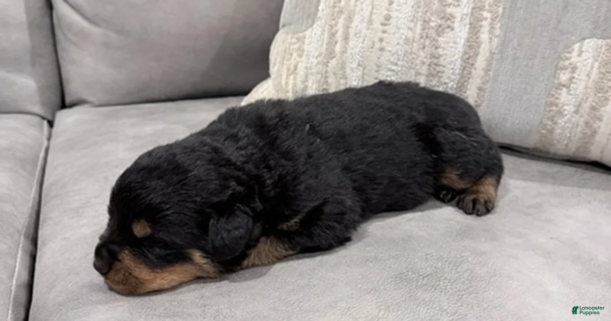 Rottweiler Boy 3 Rottweiler for sale in Lufkin | Lancaster Puppies