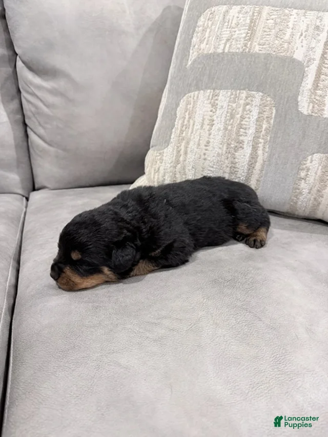 Rottweiler Boy 3 Rottweiler for sale in Lufkin | Lancaster Puppies