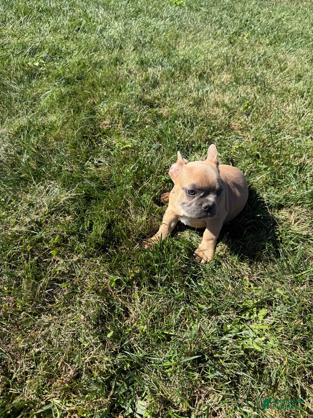 French Bulldog dogs for sale: Susan - Ad 14