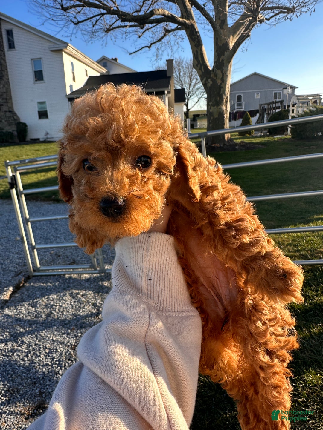 Toy Poodle dogs for sale: Buddy - Ad 8