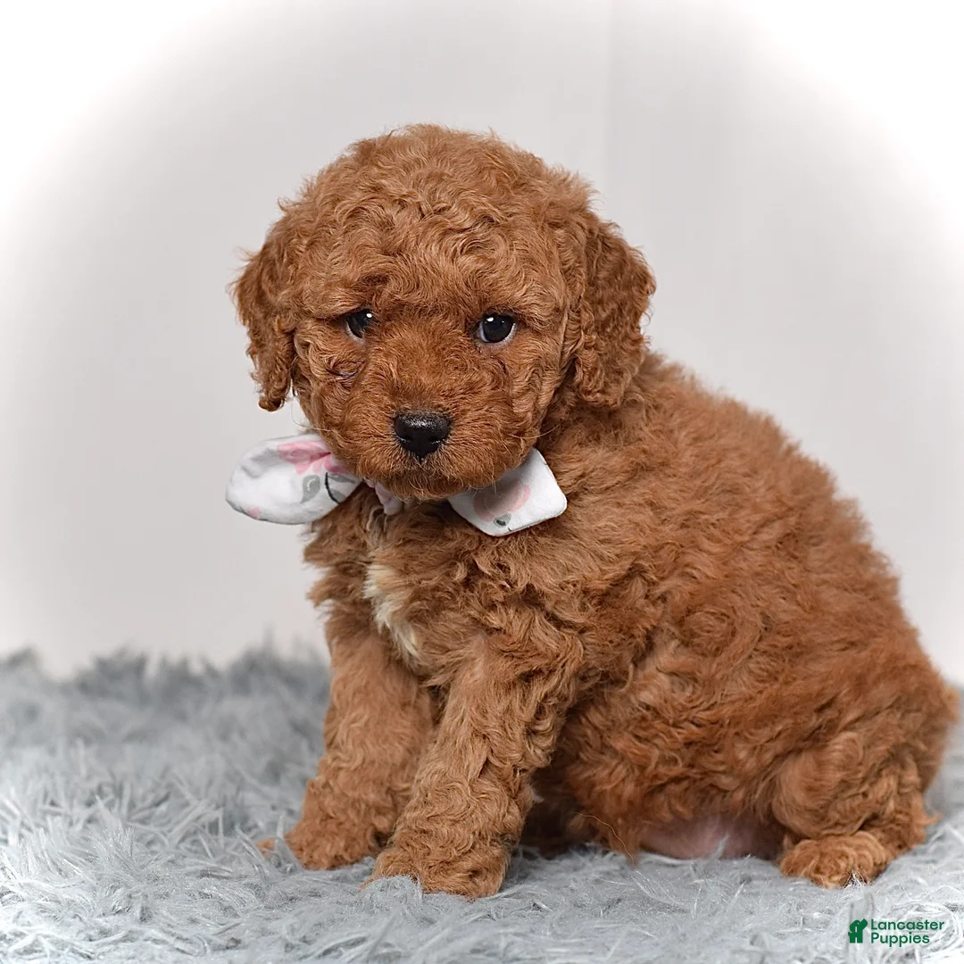 Mini Goldendoodle dogs for sale: Miss Molly - Ad 1