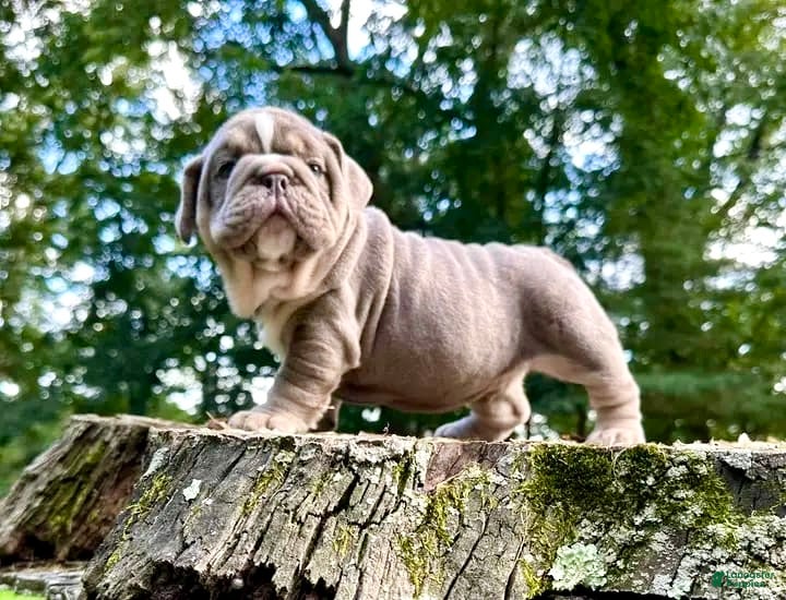 English Bulldog dogs JAWS - TOP QUALITY LILAC TRI PRINCE IN CA. DELIVERY ALL USA - Ad 8