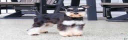 Miniature Schnauzer dogs for sale: Zahara - Ad 9