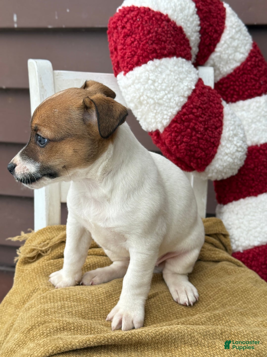 Jack Russell Terrier dogs for sale: Jojo - Ad 7