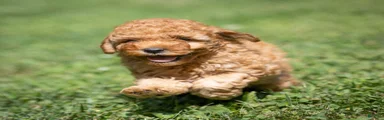 Charm Miniature Poodle 