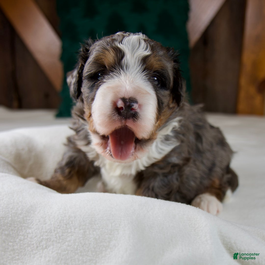Mini Bernedoodle dogs for sale: Pudding Pop - Ad 4