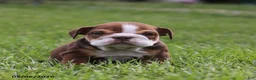English Bulldog dogs for sale: Vince - Ad 4