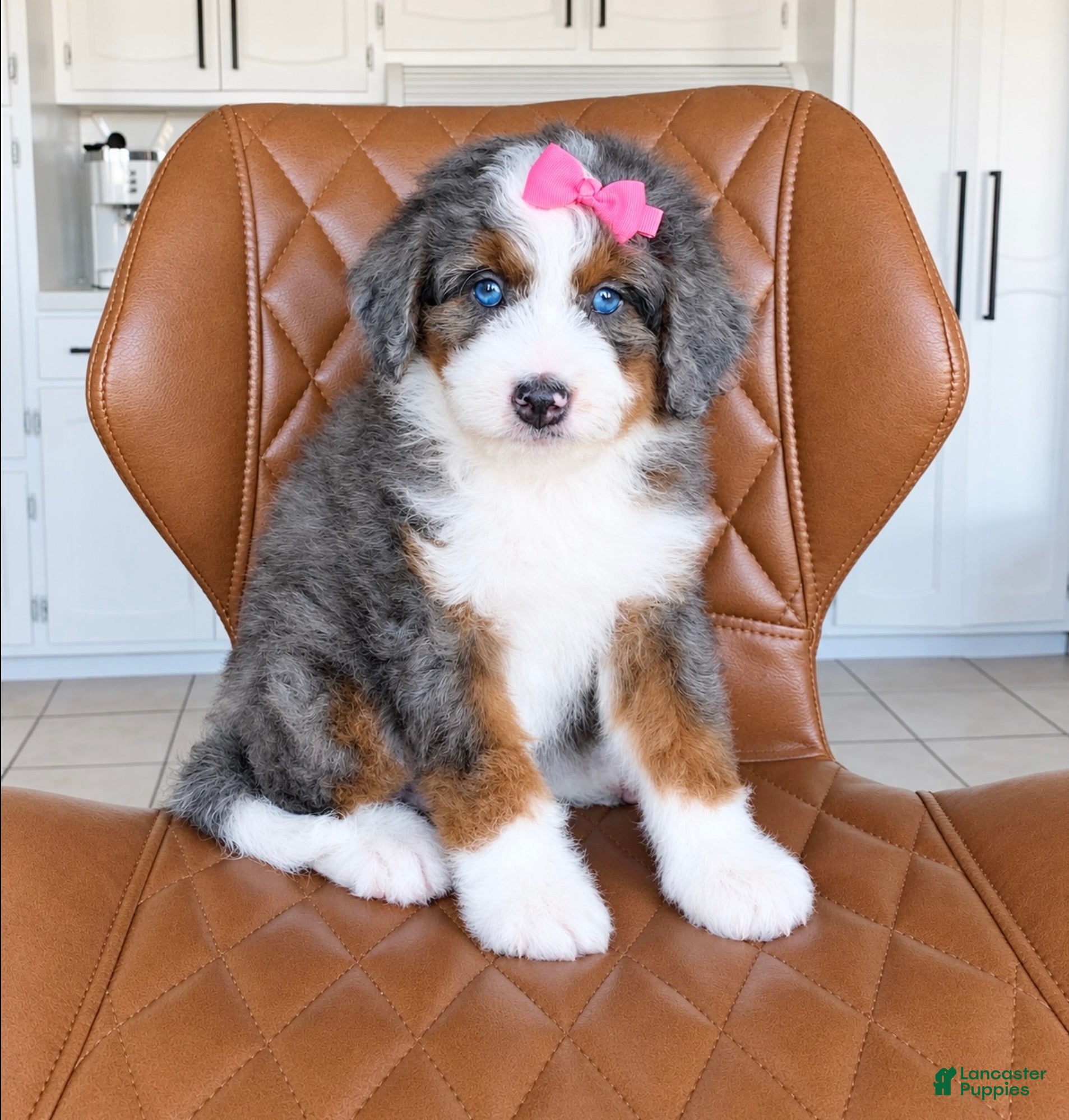 Bernedoodle dogs for sale: Scarlett - Ad 2