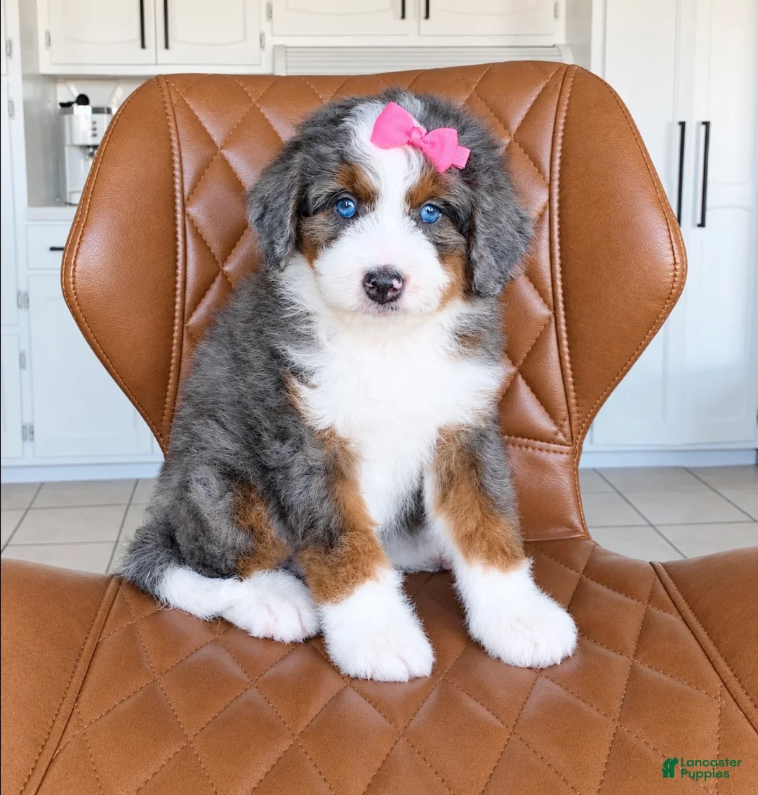 Bernedoodle dogs for sale: Scarlett - Ad 2