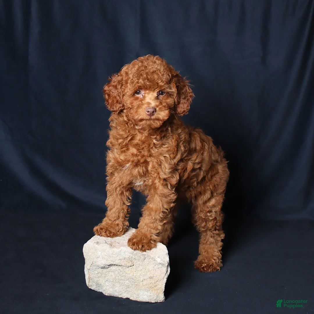 Cockapoo dogs for sale: Petals - Ad 1