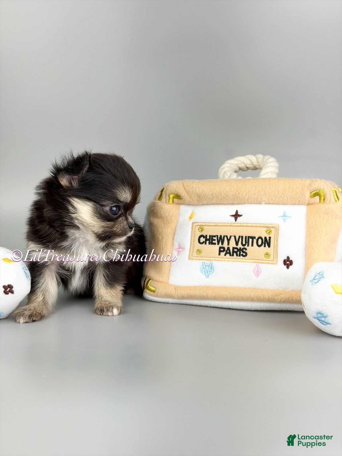Chihuahua dogs Yuna - Ad 12