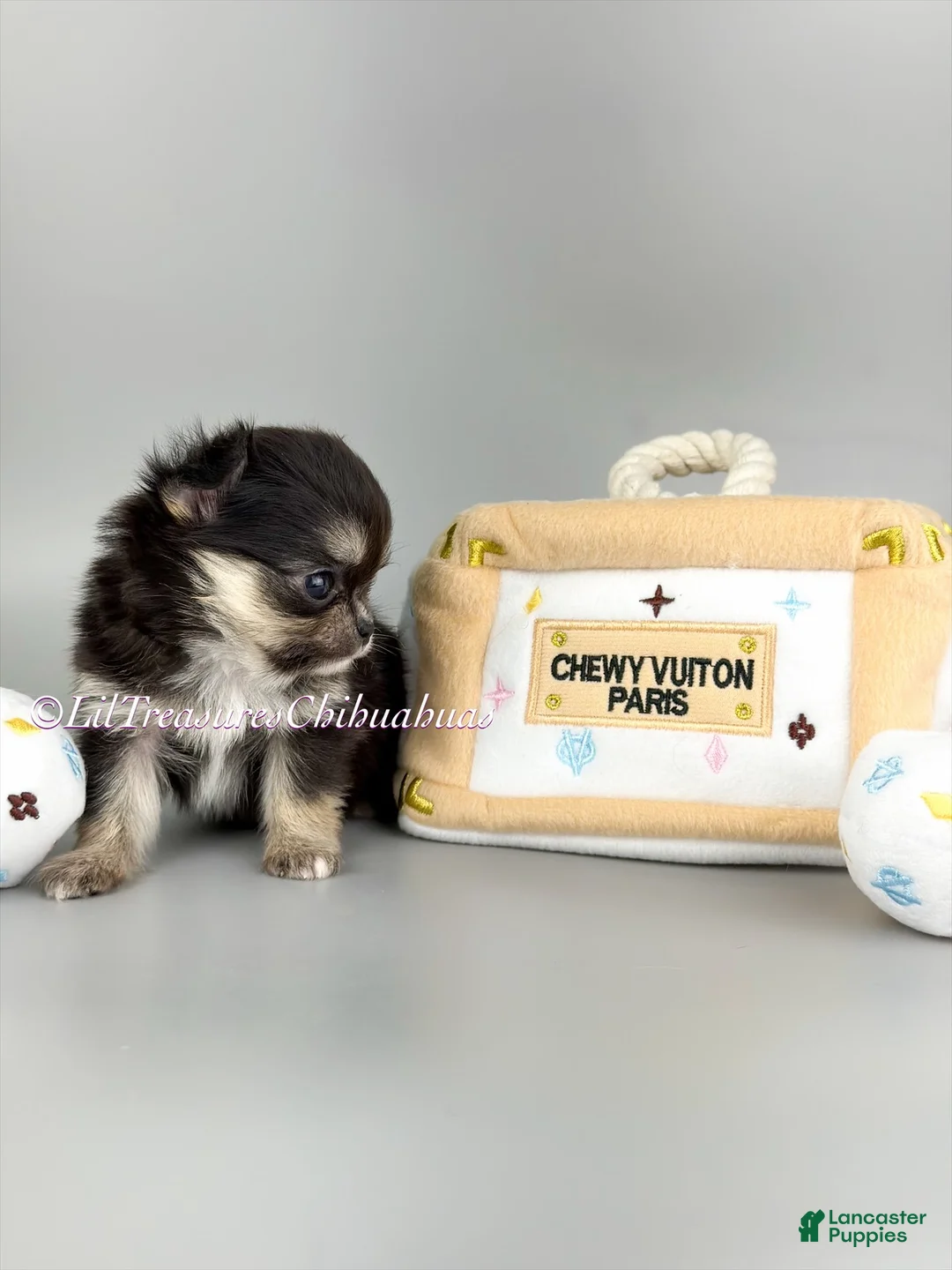 Chihuahua dogs for sale: Yuna - Ad 1