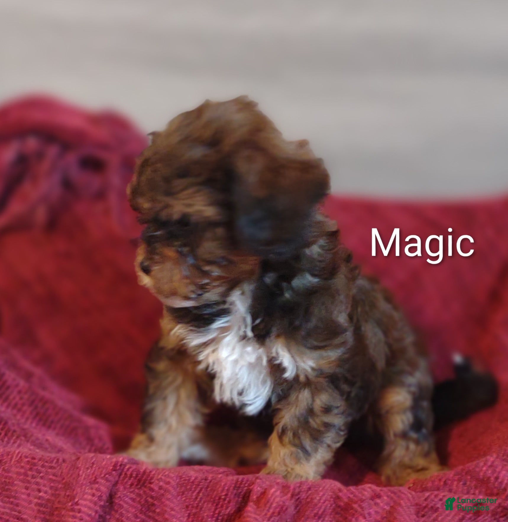Shihpoo dogs Shihpoo Puppy 1 Magic  - Ad 2