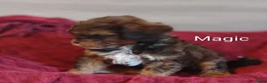 Shihpoo Puppy 1 Magic 
