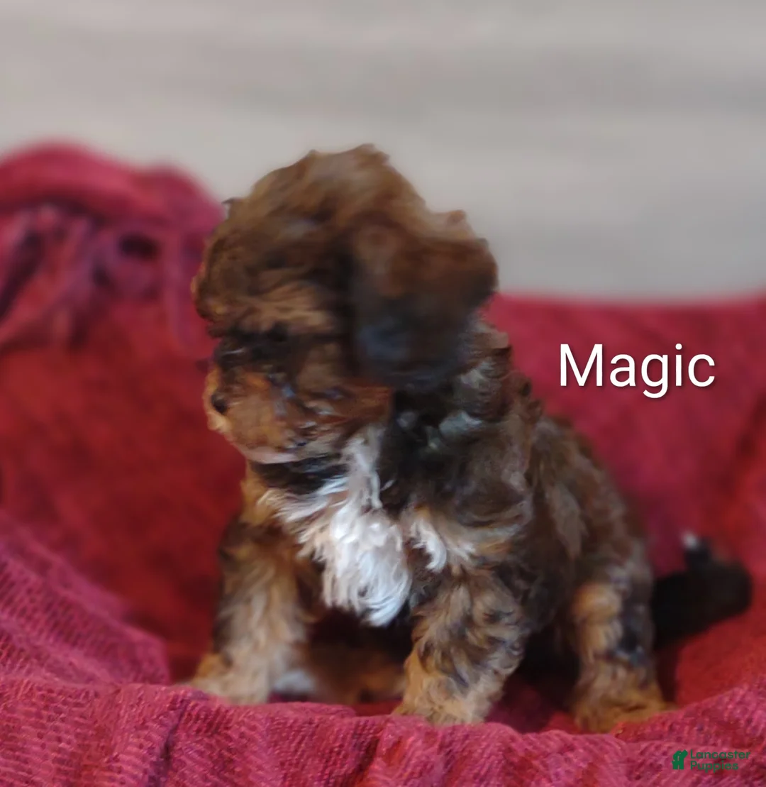 Shihpoo dogs for sale: Shihpoo Puppy 1 Magic  - Ad 1