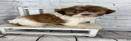 Shih Tzu dogs for sale: Chip - Ad 8